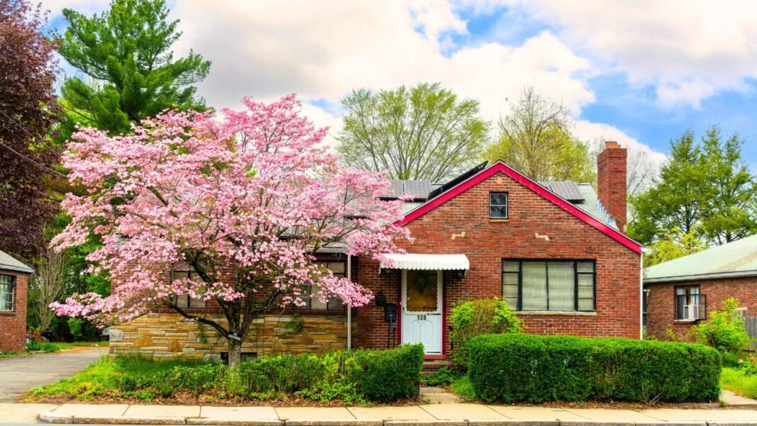 A flowering magnolia tree with delicate pink four-petaled blooms grows near a charming brick house.