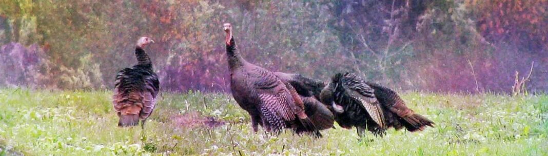 7 Meanings of Turkey Symbolism – What is The Meaning of Turkeys Crossing Your Path?