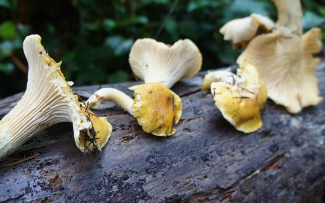 7 Wild Mushrooms You Can Forage From the Wild – One Green Planet