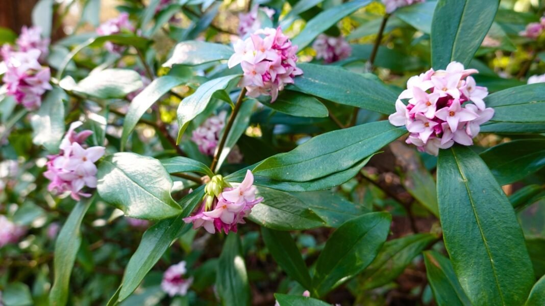 Clusters of small, fragrant pink and white flowers bloom among deep green leaves.