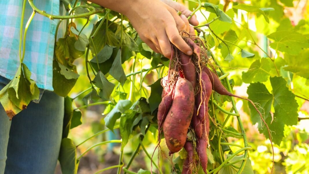 Close-up of a gardener holding freshly harvested reddish-brown tubers still attached to vines with vibrant heart-shaped green leaves, showing when to harvest sweet potatoes.