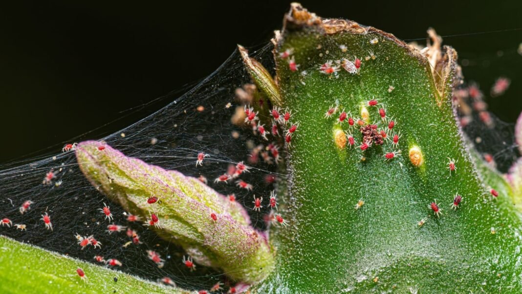 A close-up and macro shot of a large colony of small pests, showcasing an infestation of fall spider mites