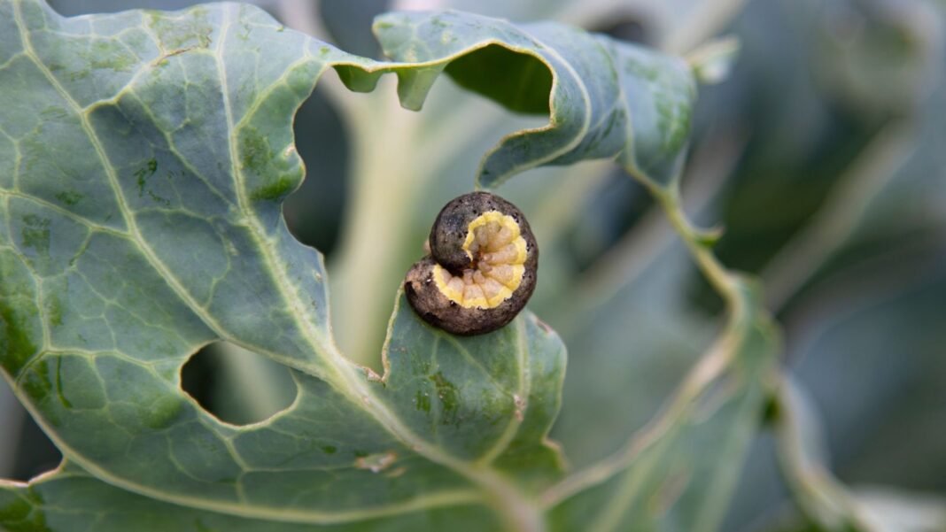 A close-up and macro shot of a small two-toned, caterpillar, curled up on a leaf of a crop, showcasing fall cabbage worms