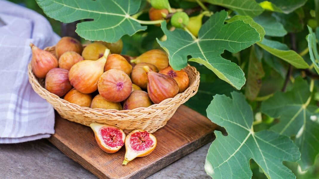 A close-up shot a wicker basket filled with freshly harvested fruits, placed on a wooden surface, showcasing how to harvest figs