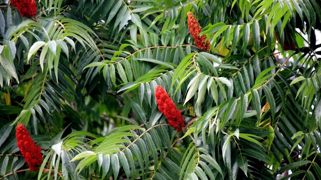 A close-up shot of a composition of green colored pinnate leaves and red colored flower plumes of the staghorn sumac tree