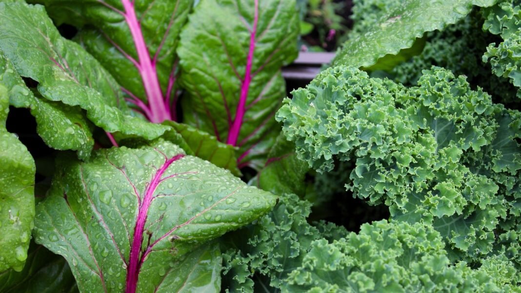 A close-up shot of a composition of leafy greens growing alongside each other, showcasing fall vegetable container combinations