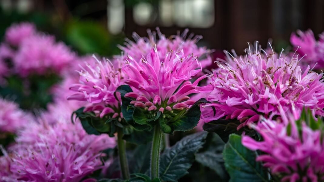 A-close-up-shot-of-a-composition-of-vibrant-pink-colored-spiky-flowers-showcasing-powdery-mildew-bee.jpeg A close-up shot of a composition of vibrant pink colored spiky flowers, showcasing powdery mildew bee balm