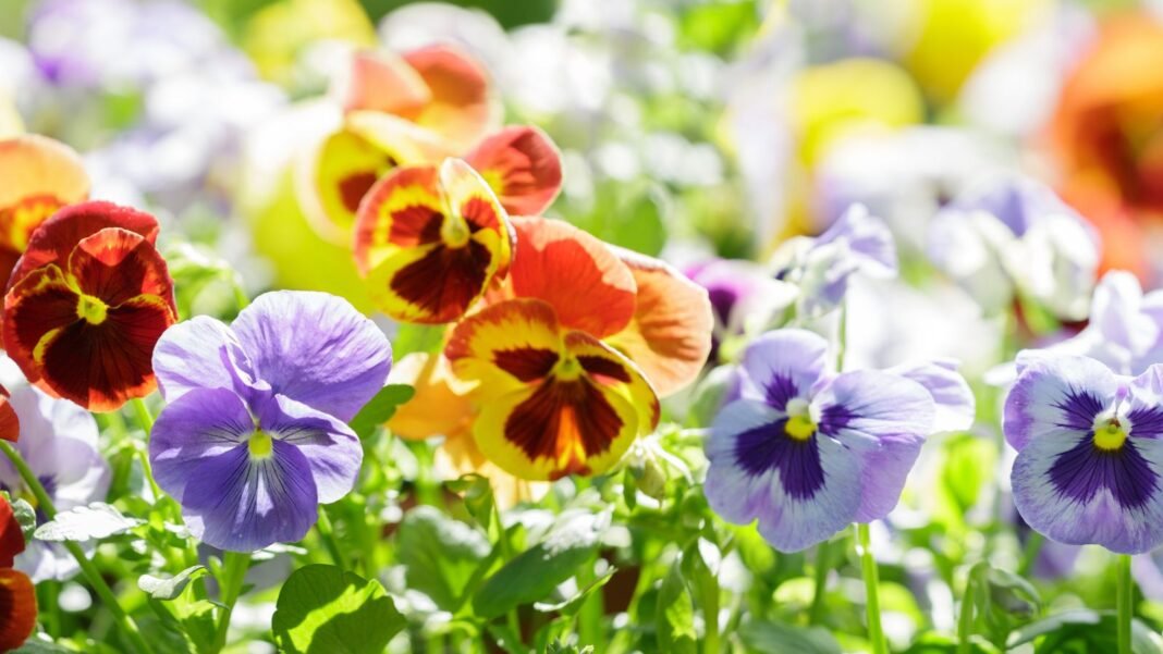 A close-up shot of a large composition of vibrant and colorful flowers, blooming and basking in bright sunlight, showcasing the best flowers to plant in September