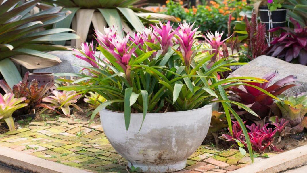 A close-up shot of a large stone planter filled with vibrant pink colored and spiky flowers, showcasing potted bromeliad care