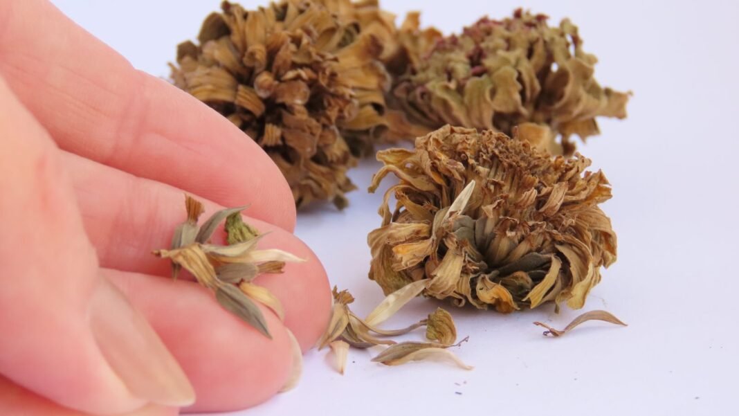 A close-up shot of a person's hand holding a dried ovule of a flower, alongside dried flowerheads, showcasing fall seed collection and storage