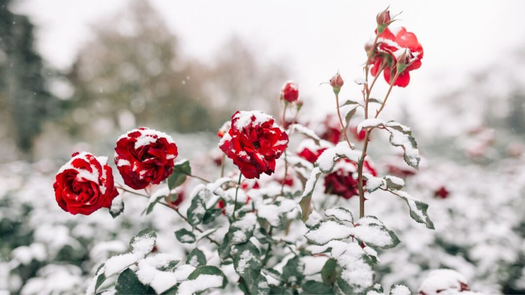 A close-up shot of a small composition of red flowers, green foliage, and thorny stems, all covered in snow, showcasing how to prepare rose for dormancy