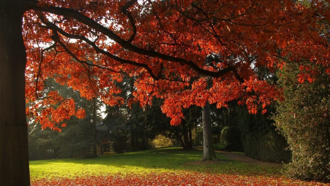 An-area-with-scarlet-oak-trees-appearing-to-have-strong-trunks-and-red-leaves.jpg An area with scarlet oak trees appearing to have strong trunks and red leaves looking lovely under the warm sunlight