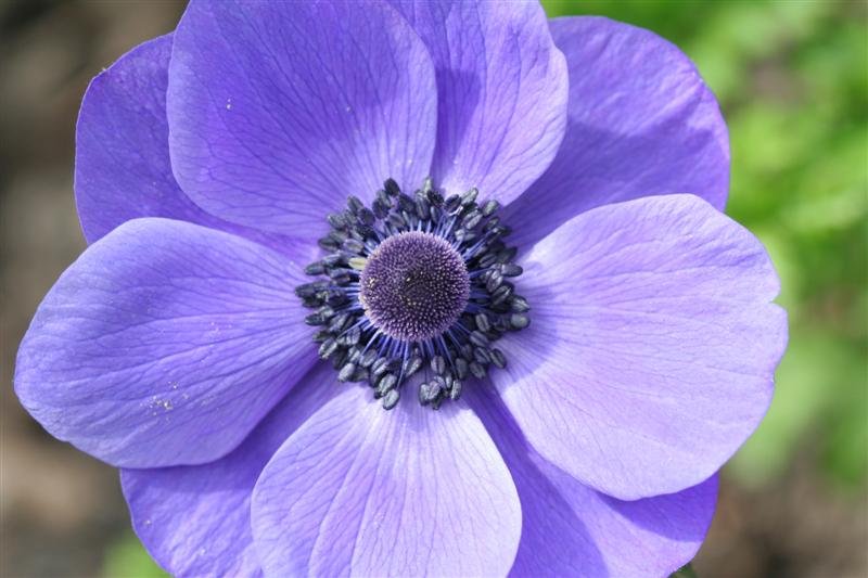 Hardy Fall Bulbs to Plant For Long Lasting Spring Colour