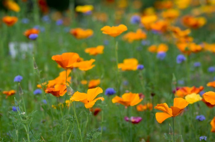Meet the California Poppy: Growing + Care Guide