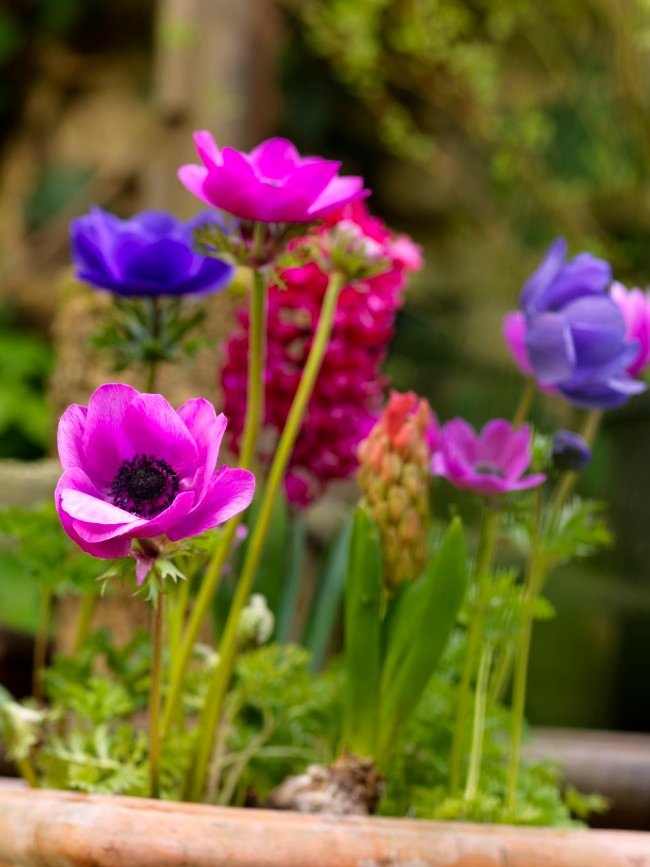 How to Plant Fall Bulbs for Long-Lasting Spring Colour