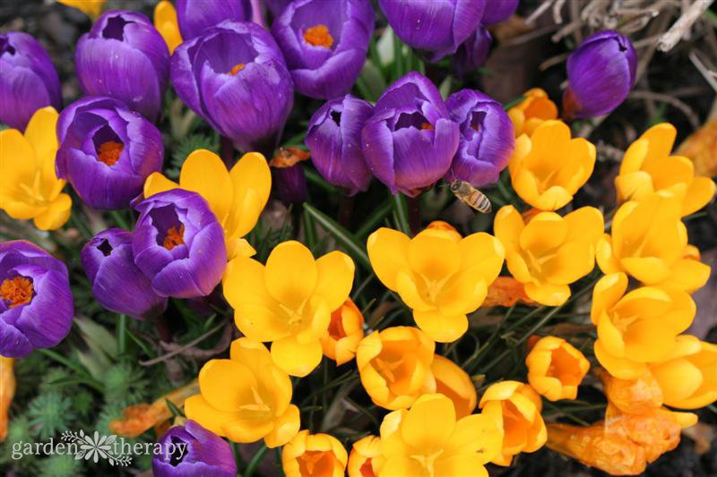Planting Crocus Flowers: The Spring Bloom Everyone Must Grow
