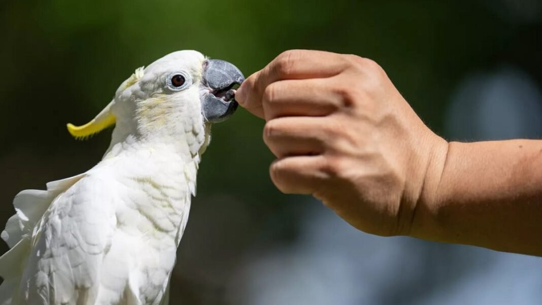 Endangered species of cocato evacuate to Hong Kong as a race for conservationists to save them  