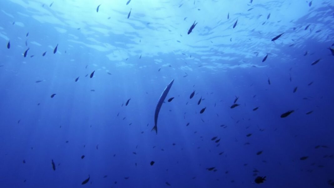 Planetary Health Checks reveal that the ocean violates critical acidification boundaries  