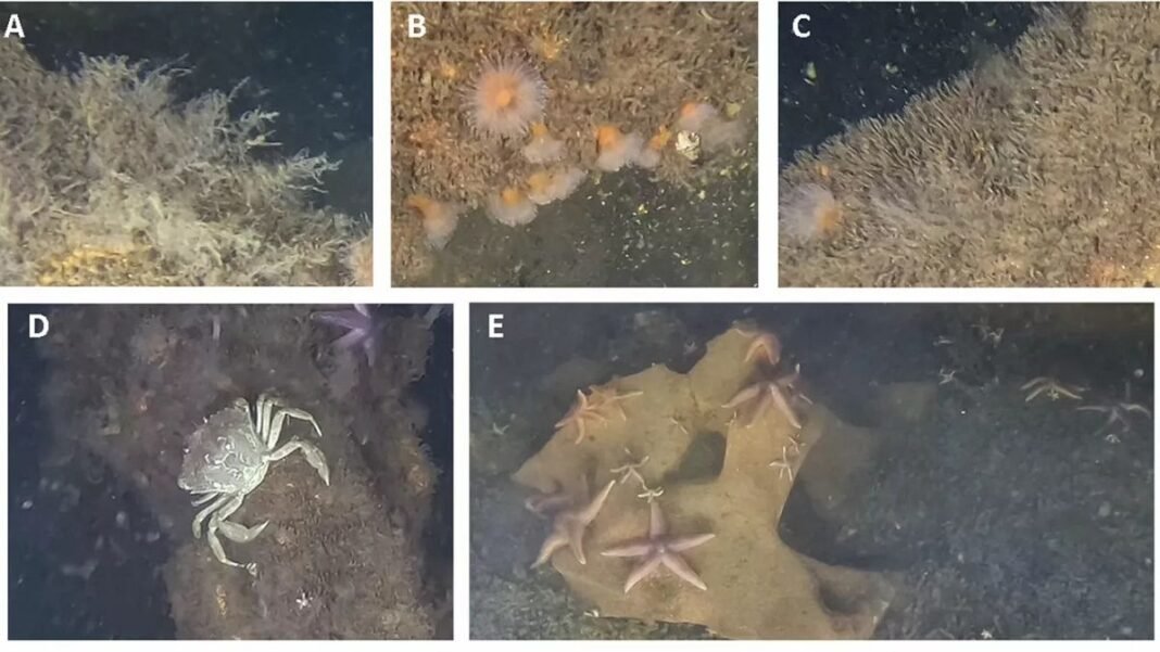 Scientists were shocked to find marine life thriving in World War II explosives in the Baltic Sea  