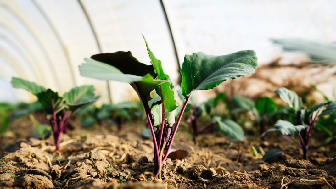 Close-up of a young red kohlrabi plant growing in a greenhouse among September greenhouse crops.