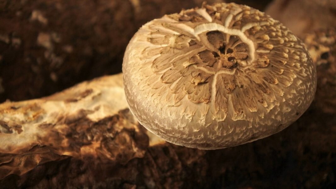 Large portobello mushroom top visible above garden soil.