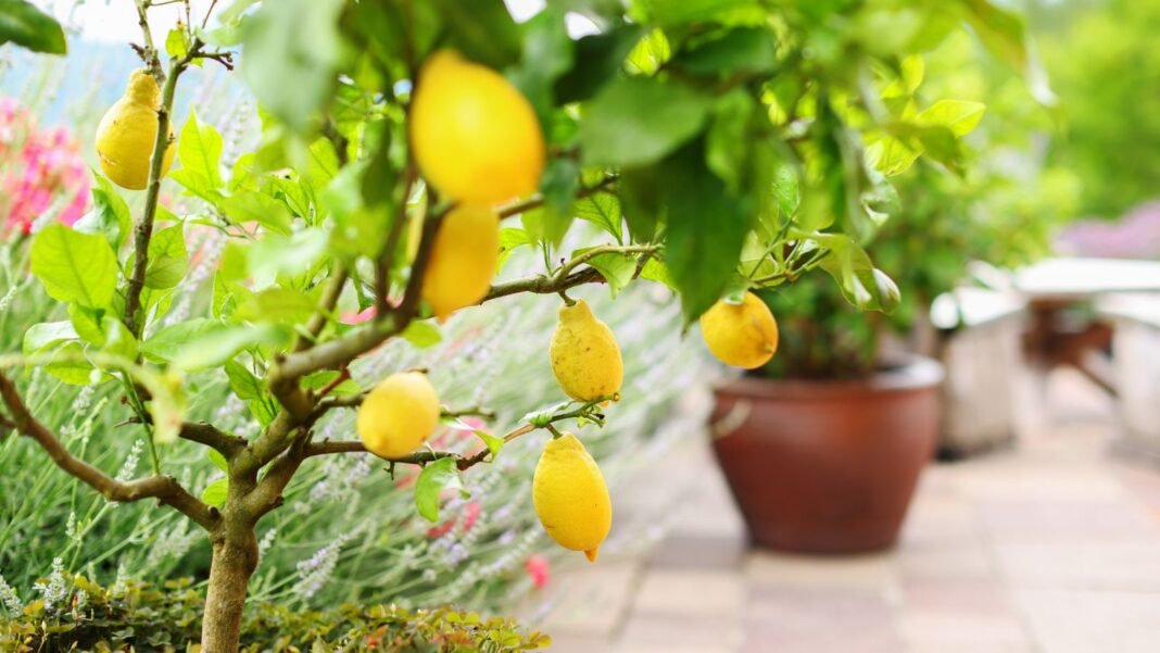 Growing Tropical fruit in containers placed somewhere near a balcony with other potted plants have green leaves, appearing in the background