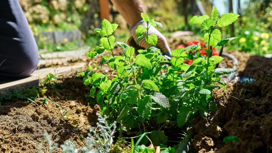 Close-up of a gardener’s gloved hands planting a small mint seedling with upright stems and oval, slightly rough green leaves with serrated edges in an autumn herb garden.