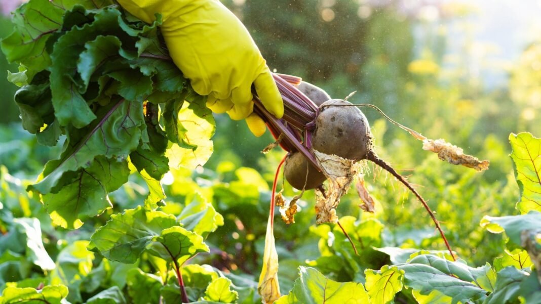 Gardener holds freshly harvested round, reddish-purple beets with green tops over the garden bed, ideal for a beginner’s vegetable harvest.