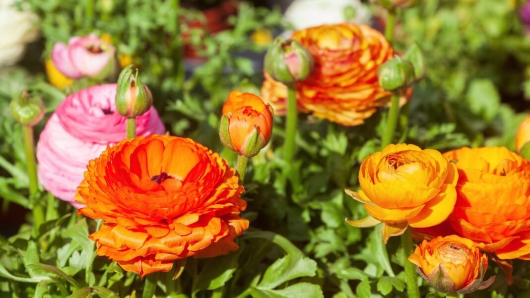Clusters of vibrant orange and pink layered, ruffled cup-shaped flowers with slender green stems and foliage, part of fall-planted bulbs beyond tulips.