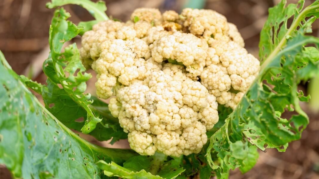 A cauliflower inflorescence is encircled by broad green leaves showing visible pest damage, with irregular holes and uneven edges scattered across the foliage.