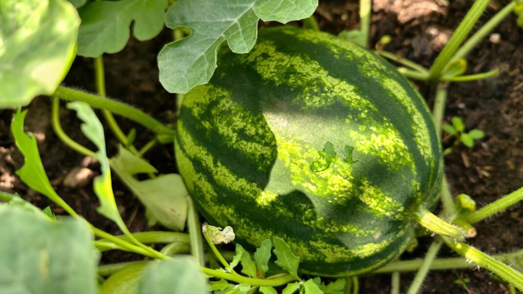 Large, oval green-striped fruit resting on thick, trailing stems, surrounded by broad, lobed leaves with slightly serrated edges, an example of one of the difficult-to-grow vegetables.