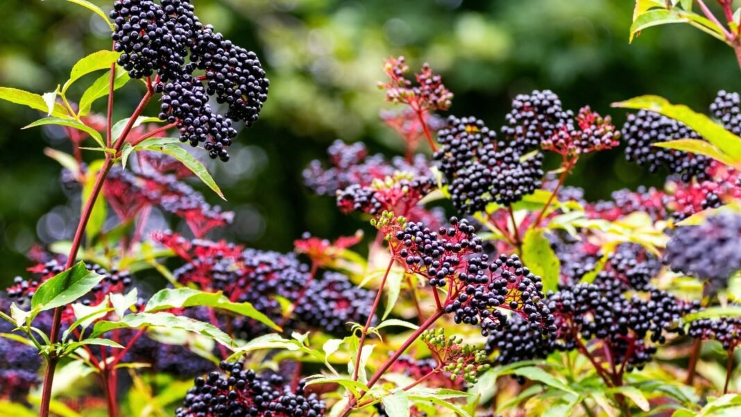 Shrub with drooping clusters of dark purple berries, yellowing leaves, and woody stems, perfect for fall edible landscaping.