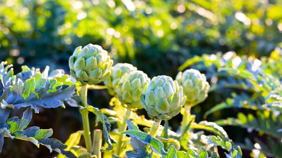 A group of fall perennial vegetables with large, tightly-packed green buds and overlapping leaf-like layers.