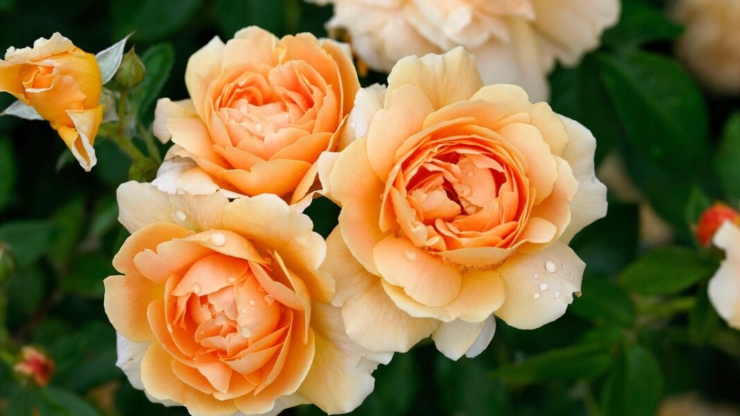 Clusters of large, soft peach-pink fall-blooming roses with layered petals in full bloom, surrounded by glossy dark green leaves, are perfect for fall bouquets.
