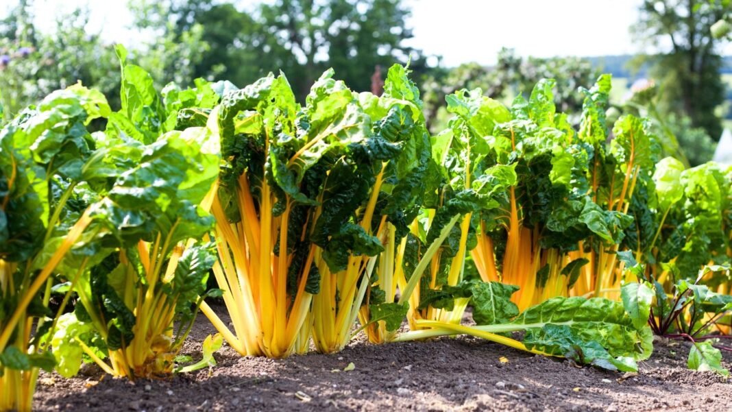 Swiss chard, a fast-growing vegetable with bright yellow succulent stems and broad, dark green, wrinkled leaves, grows in a row in a sunny garden.
