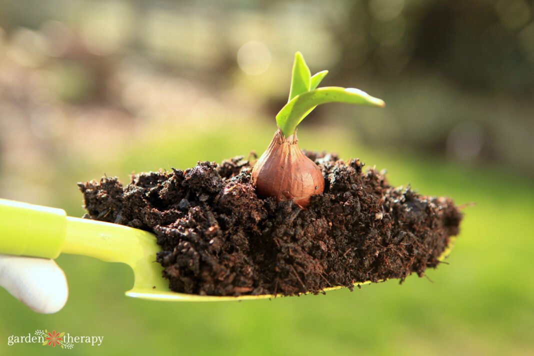 How to Plant Perennial Tulips for Spring Colour Year After Year