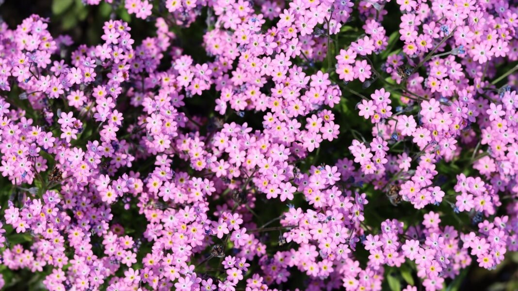 hardy-annual-flowers-september.jpg A dense scattering of tiny, five-petaled pink flowers with faint yellow centers over a bed of green leaves, representing hardy annual flowers to plant in September.