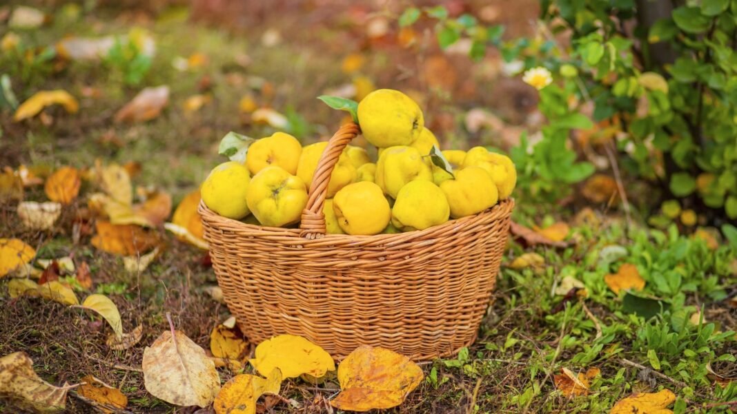 A wicker basket sits on green grass scattered with fallen autumn leaves, filled with freshly picked quince fruits that are round to slightly oval with bright yellow skin.