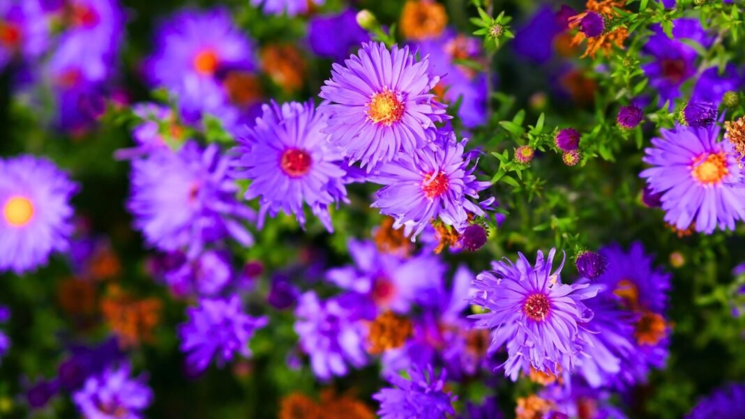 Close-up of late-season pollinator plants with dense clusters of vibrant purple flowers featuring yellow and orange centers.