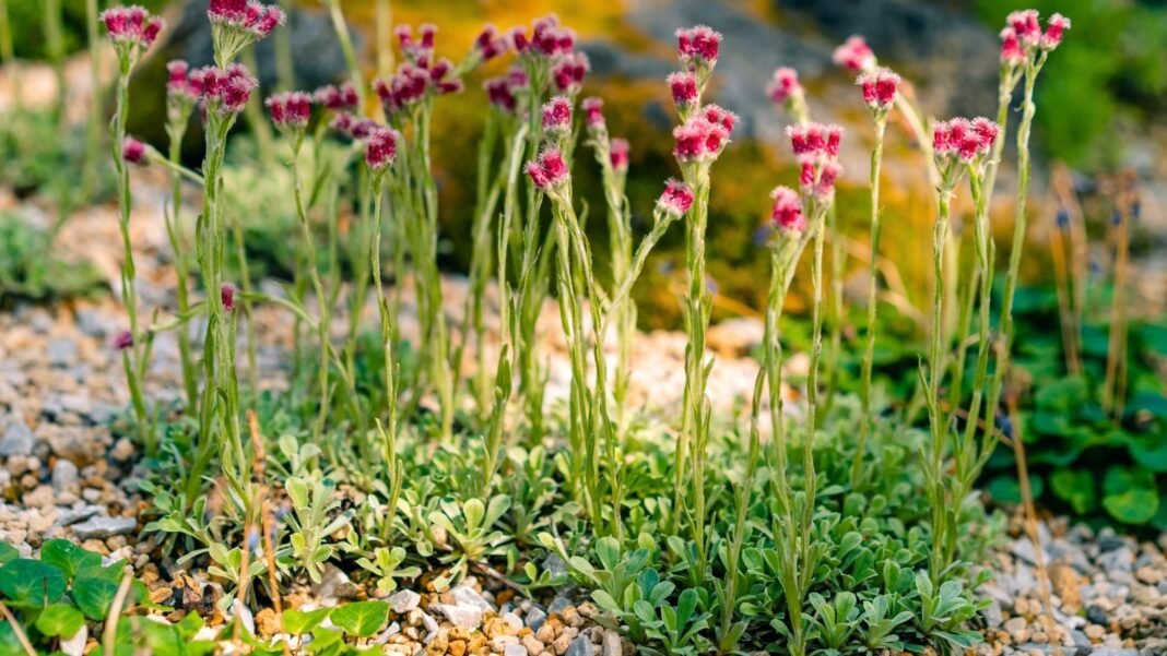 native-ground-cover-fall.jpg Clusters of tiny pink button-like flowers sit atop slender upright stems above a carpet of silvery-green, spoon-shaped, fuzzy leaves, forming a soft fall native ground cover in the garden.