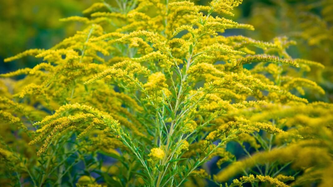 Tall, slender stems with lance-shaped green leaves are crowned by arching clusters of tiny golden-yellow blossoms, showcasing the bright beauty of native wildflowers Carolina gardens are known for.