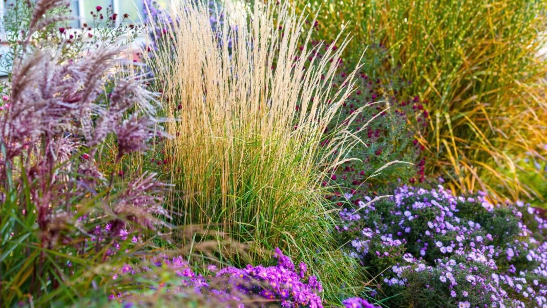 Garden flower bed showcasing an ornamental grass design with various arching grasses growing among vibrant blooming asters.