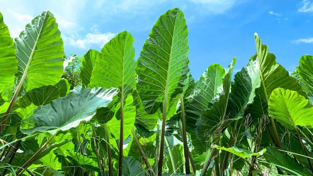 Outdoor plants with big leaves featuring tall with heart-shaped green foliage against a blue sky.