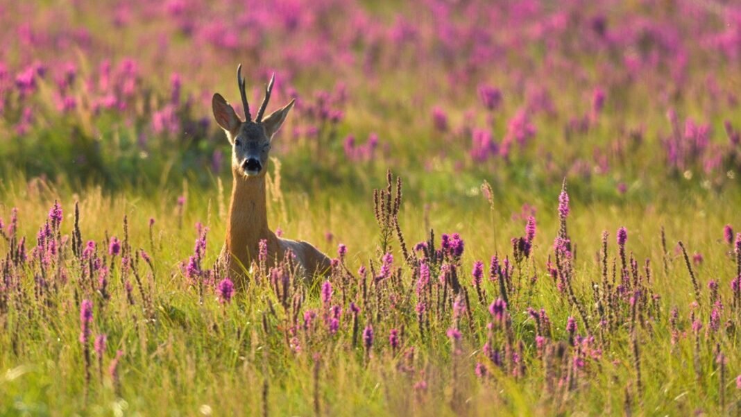 A field of perennials deer hate with tall stalks and clustered purple and pink blossoms.