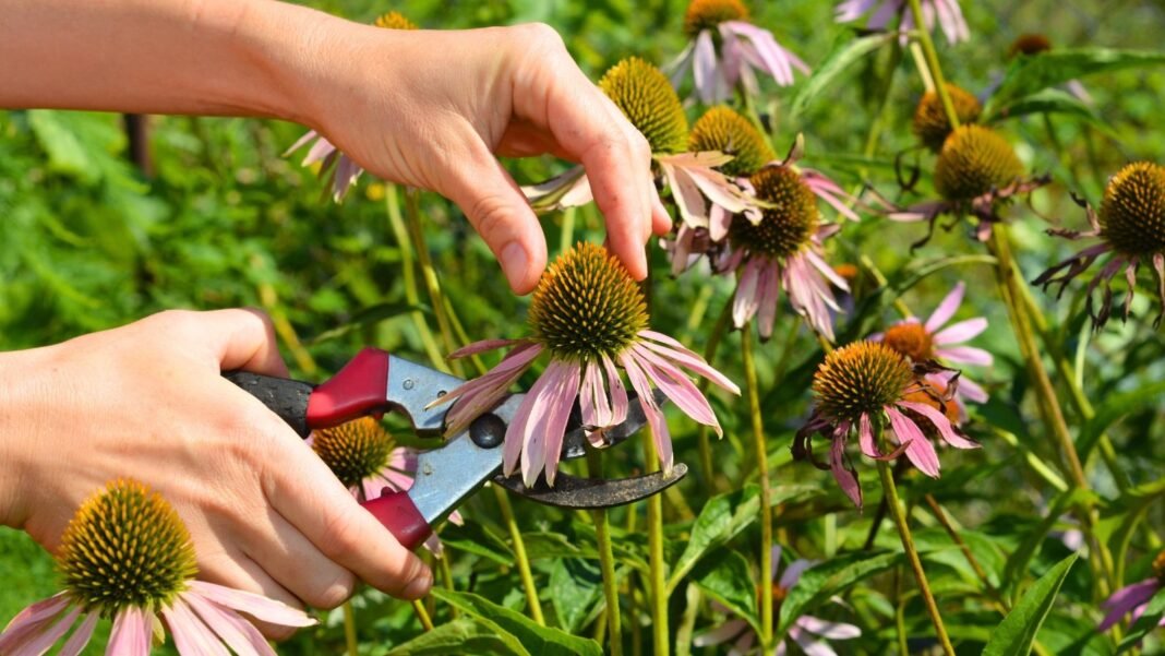 Two hands with red-handled clippers cut back plants in September, trimming light pink petals with rounded brown centers and green leaves.
