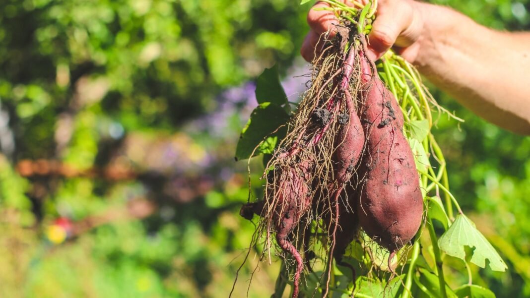 A gardener holds freshly dug sweet potato vines with green leaves and attached tubers, ready to save them for next year’s planting.