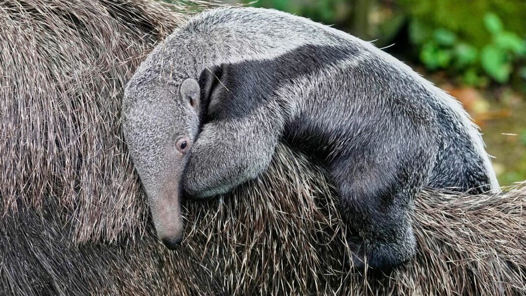 video. The Giant Antar Cub will be making its first appearance in Colognezoon  