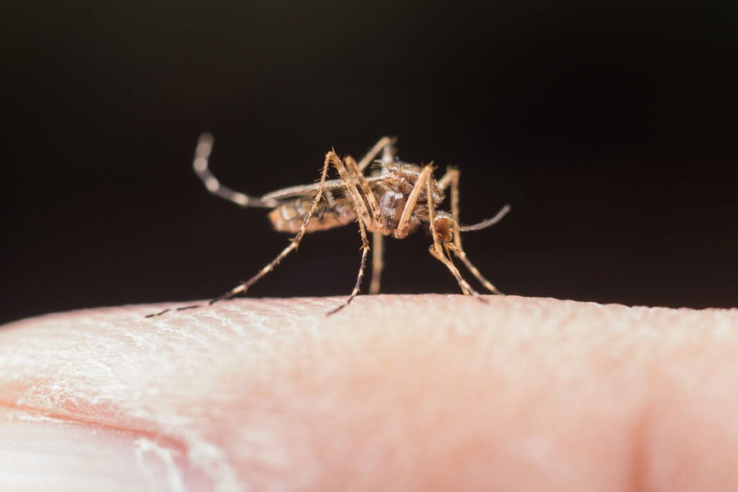 Scientists confirm first mosquito in Iceland  