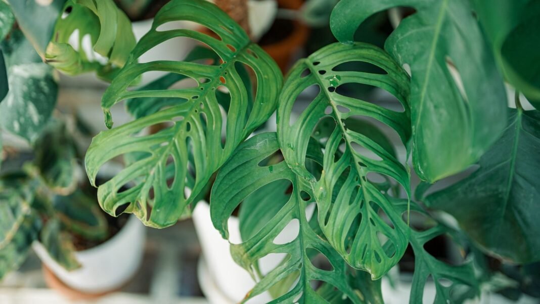 A Monstera epipremnoides ‘Esculeto’ plant with lovely green leaves surrounded by other green indoor plants with lush foliage