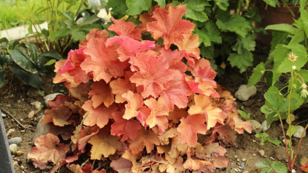 A close-up shot of a compact mound of apricot-bronze colored leaves of a plant, showcasing the caramel coral bells